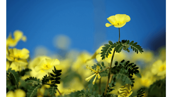 What are Gokshura (Gokhru) Benefits? How to Use Gokshura?
