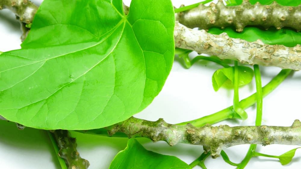 Giloy Benefits, Uses, and Side Effects | All You Need To Know