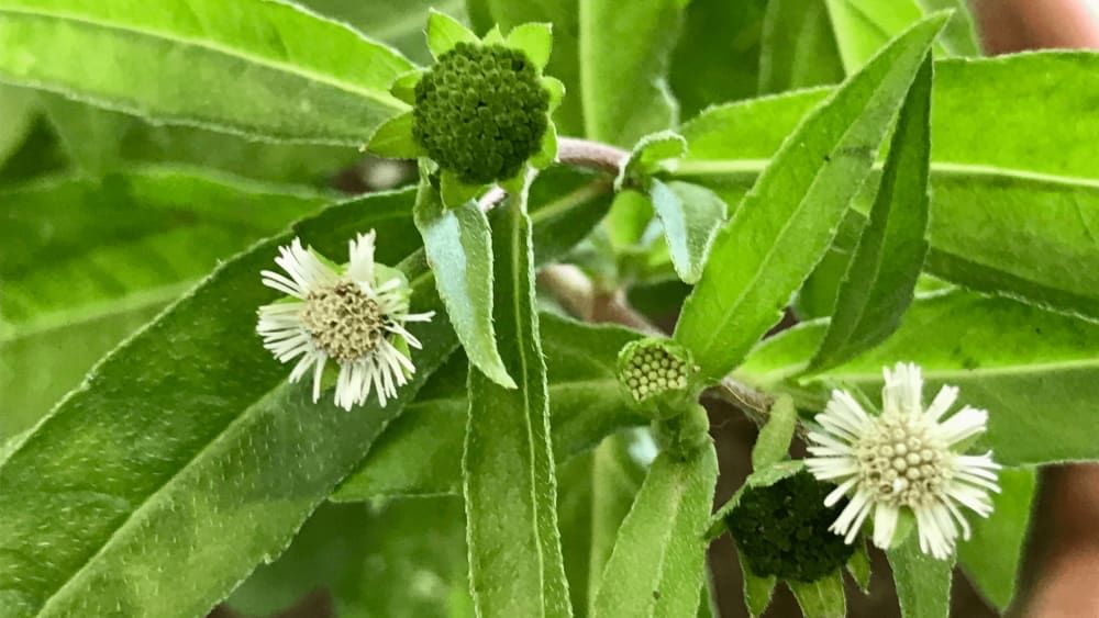 Multiple Bhringraj Benefits And How To Use It | Bodywise Multiple Bhringraj Benefits And How To Use It | Bodywise