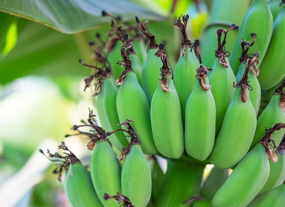 Green Banana: Benefits, Calories, Side Effects & More