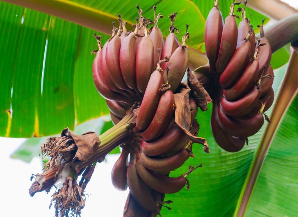 10 Red Banana Health Benefits You Wouldn't Know About