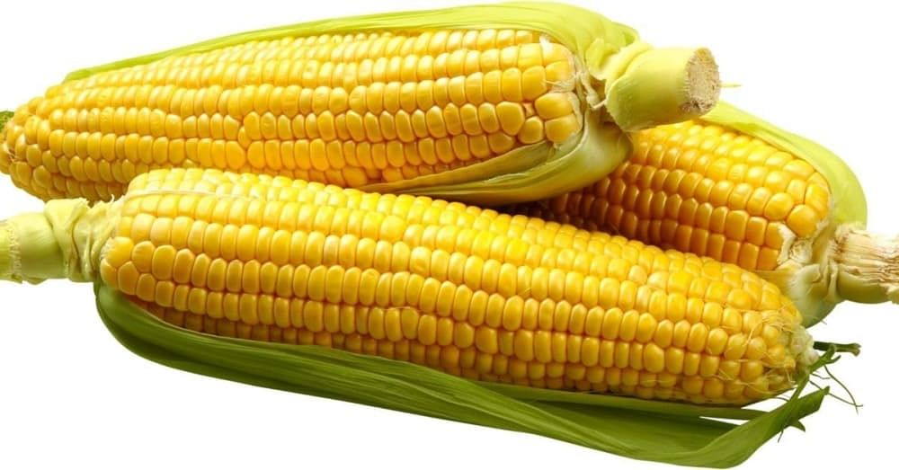 Is Corn Good For Weight Loss 